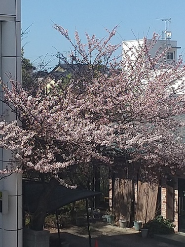 5分咲きの桜.JPG