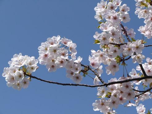 お花見の桜.JPG