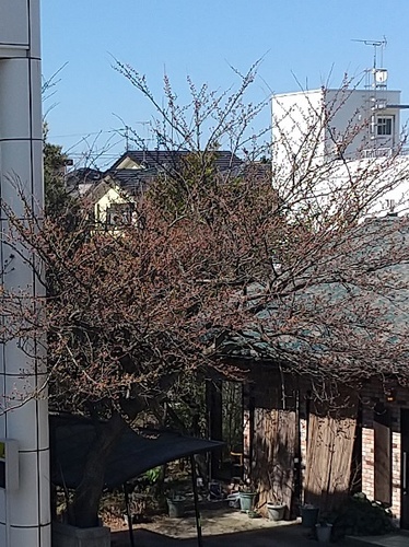 つぼみの桜.JPG