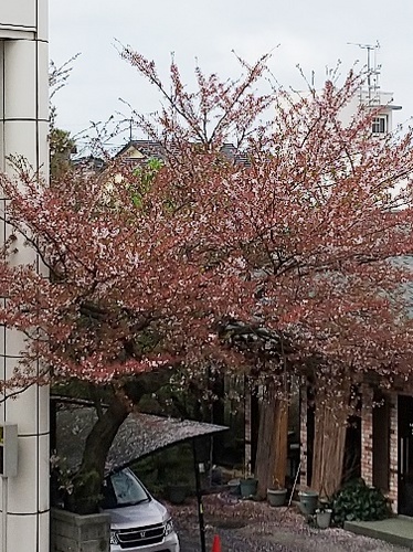 散ってしまった桜.JPG