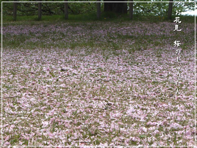 桜のじゅうたん.jpg
