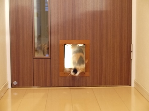猫ドアから入ってくるミケ.JPG