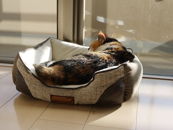 窓辺で猫ベッド.JPG