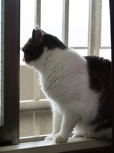 窓辺猫まる.JPG