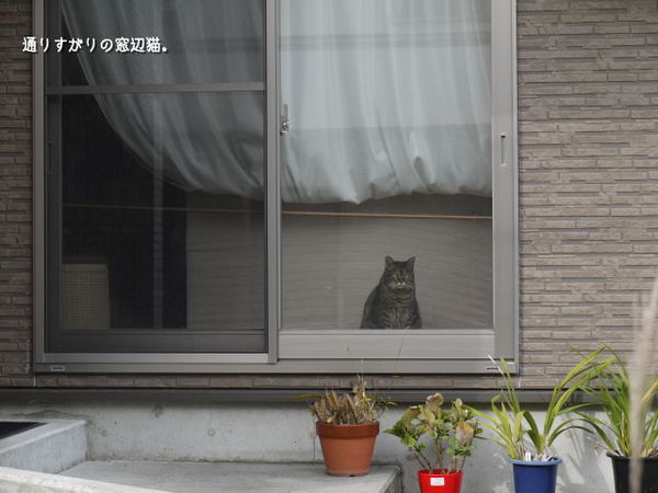 通りすがりの猫.jpg