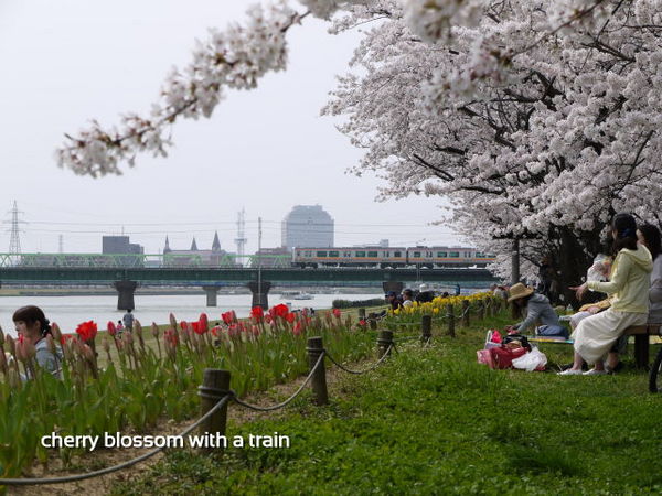 電車と桜.jpg